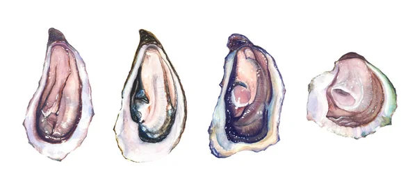 Oyster oyster watercolor hand-painted brush - Stock