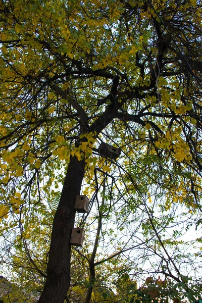 Bir ağaç üzerinde ahşap kuş evleri — Stok fotoğraf