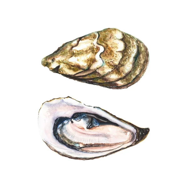 Deux moitiés d'huîtres aquarelles — Image vectorielle