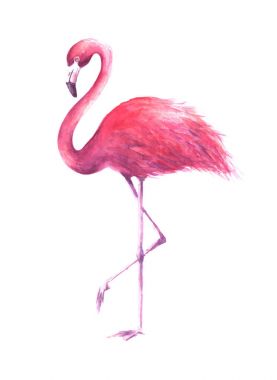 Watercolor rose flamingo clipart
