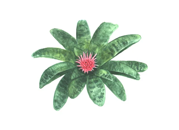 Aechmea fasciata 꽃 — 스톡 사진