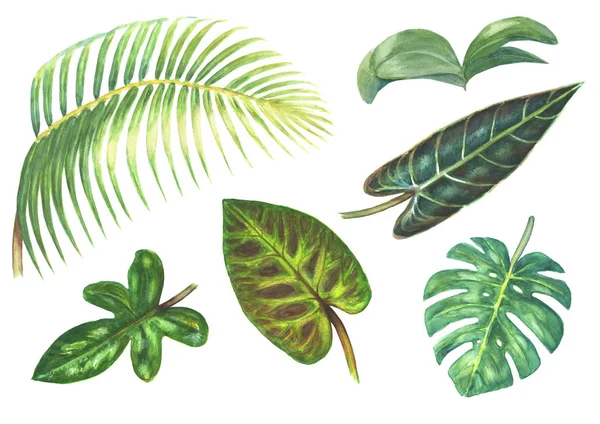 Набор тропических экзотических растений — стоковое фото