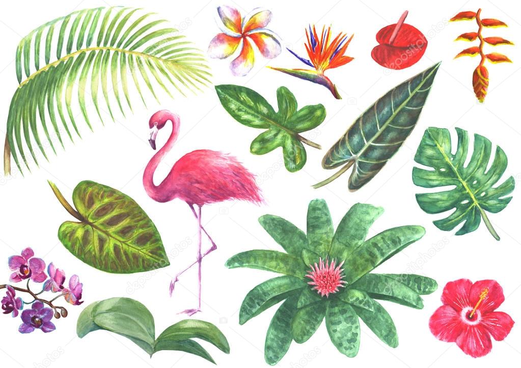 Exotic watercolor tropical set
