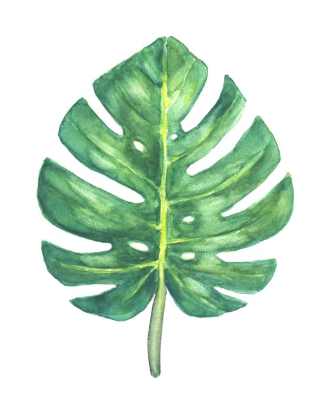 Hoja verde tropical de Monstera — Vector de stock