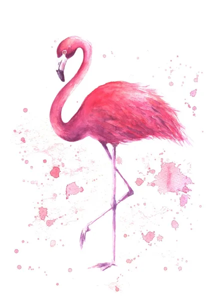 Akwarela pink flamingo — Wektor stockowy