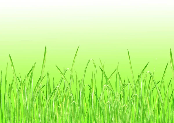 Зеленая трава летний фон — стоковое фото