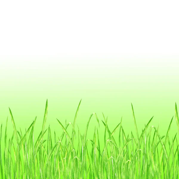 Зеленая трава летний фон — стоковое фото