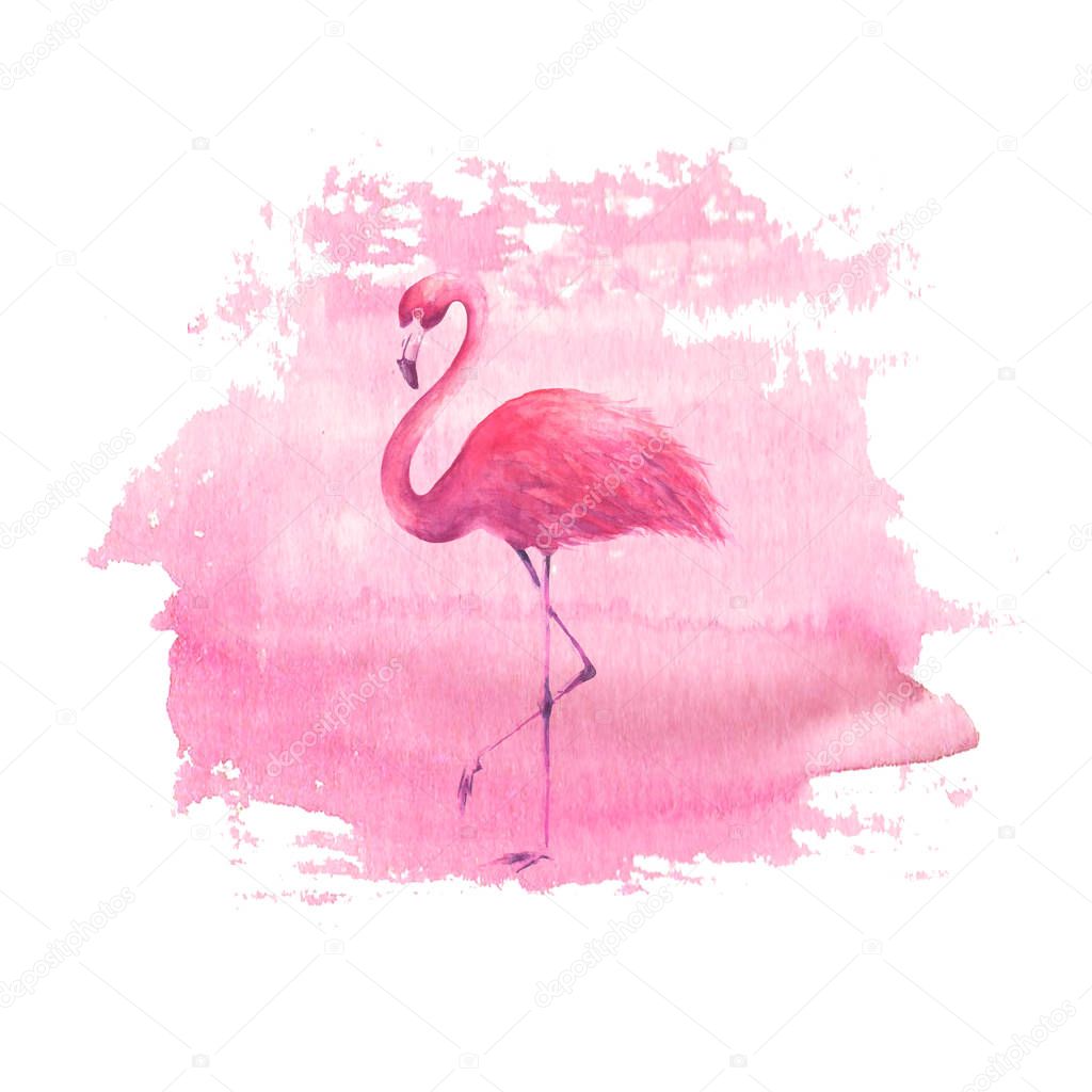 Flamingo on watercolor pink spot background