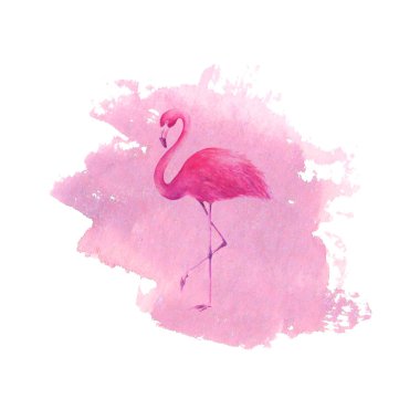 Flamingo suluboya pembe spot arka plan üzerinde