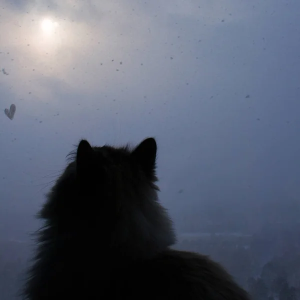 Siberische kat zit bij raam en sneeuwvlokken buiten kijkt — Stockfoto