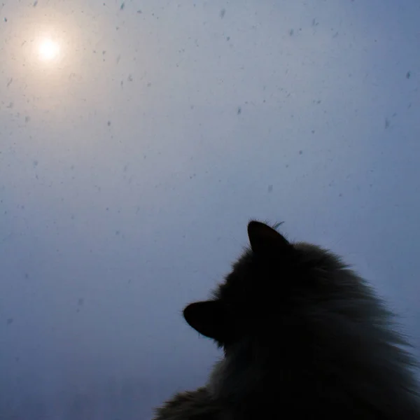 Sibirische Katze sitzt am Fenster und schaut draußen Schneeflocken an — Stockfoto