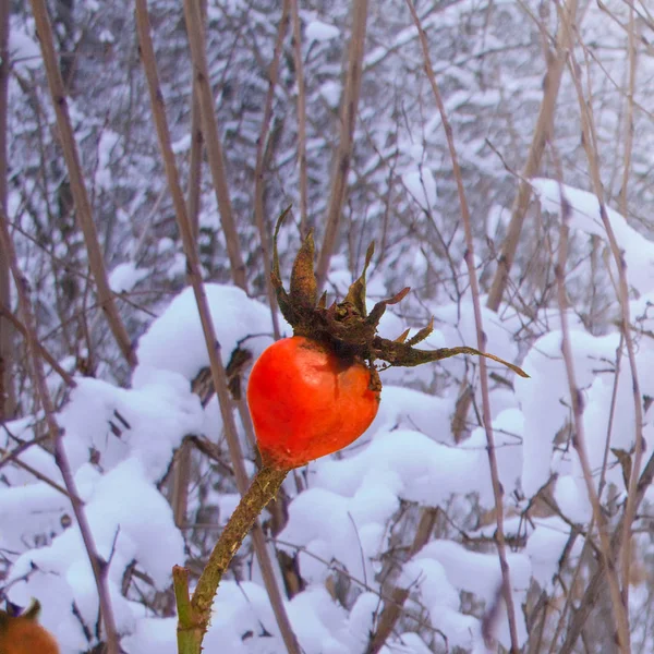 Berry of a dogrose dans une forêt gelée enneigée hivernale — Photo