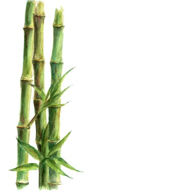 Beyaz arka plan üzerinde izole yeşil bambu bitki