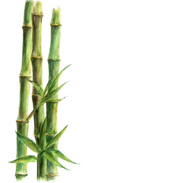 Зеленые бамбуковые растения изолированы на белом фоне — стоковое фото