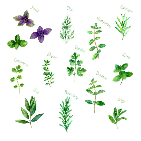 Gyógynövények fűszer akvarell zöld friss a fehér — Stock Fotó