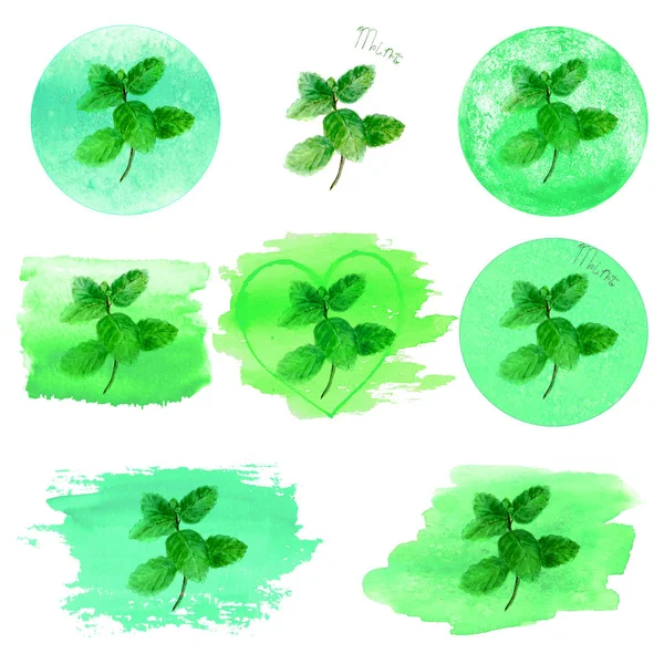 민트 허브 잎 녹색 청록색 자리 배경 설정 — 스톡 사진
