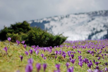  Arka plan dağlarda kar ile güzel mor çiçekler