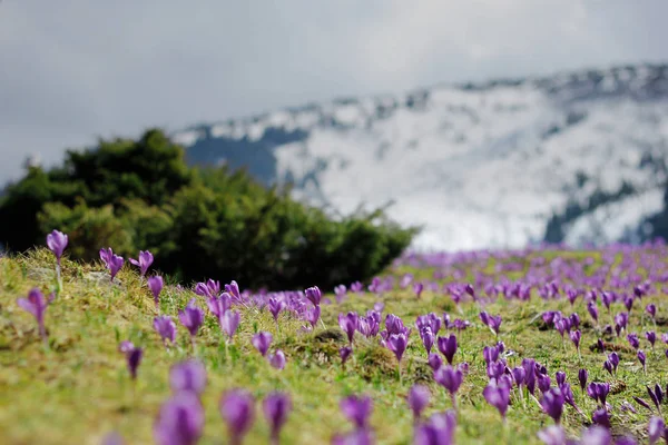  Arka plan dağlarda kar ile güzel mor çiçekler
