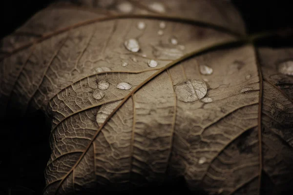 Yağmur damlalı sonbahar yaprağı 