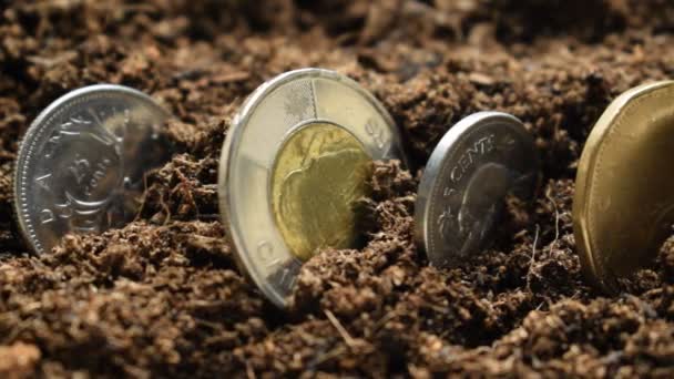Monete Canadesi Seminate Nel Terreno — Video Stock