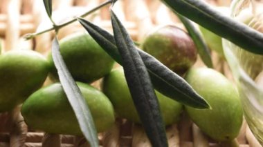 Zeytin dalı ile taze yeşil zeytin