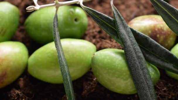 Aceitunas Verdes Frescas Con Rama Olivo — Vídeo de stock