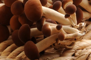 Taze kavak mantarlarını kapatın.