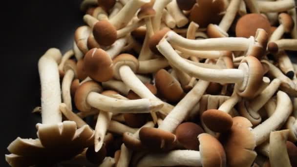 新鲜杨树蘑菇的特写 — 图库视频影像