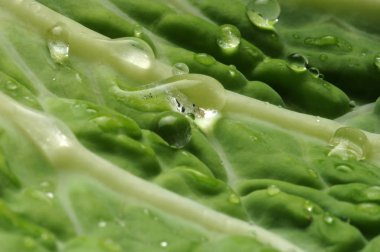 Su damlalı Savoy lahana yaprağı