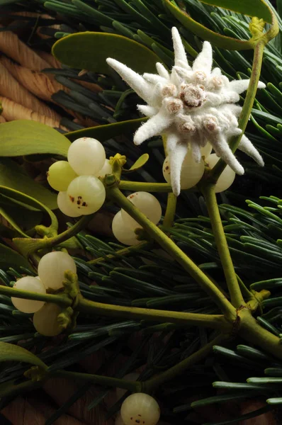 Mistletoe Branch Edelweiss — Stock Photo, Image