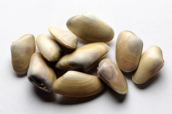 Group Wedge Clams White Background — 스톡 사진