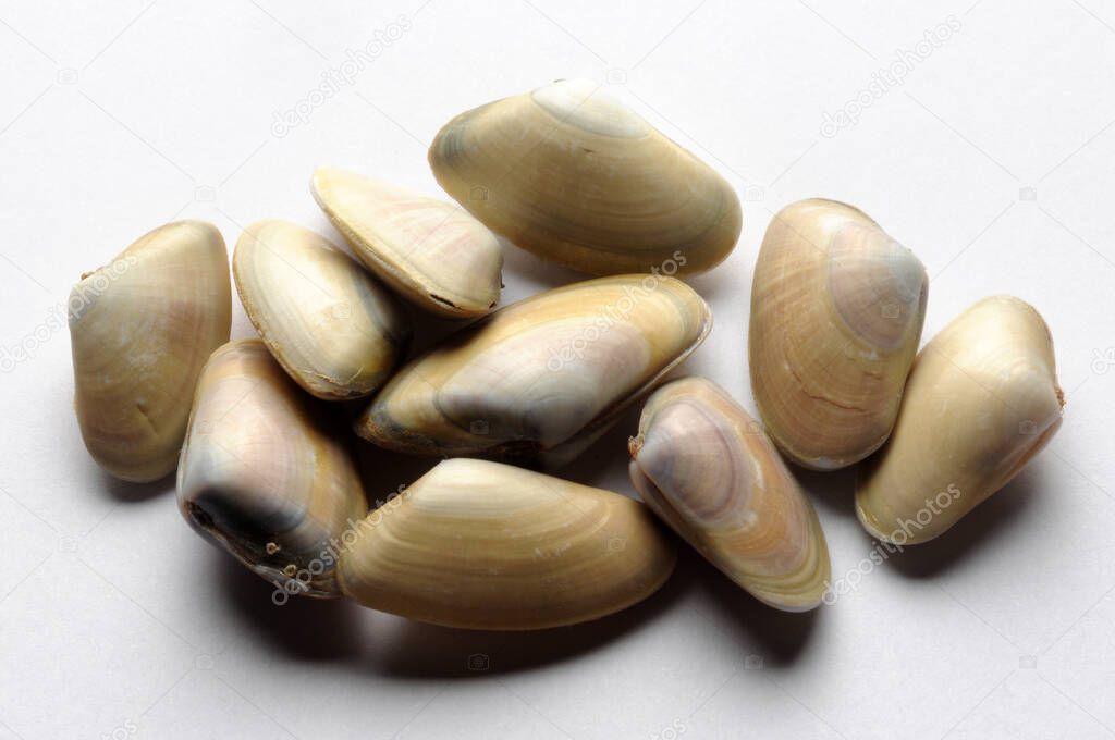 Group of wedge clams on white background