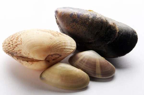 Mussel Clams White Background — ストック写真