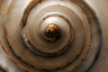 Bir kabuğun ucuna yaklaş