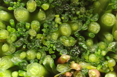 Kesilen bir avuç uzlaşmayı kapat.