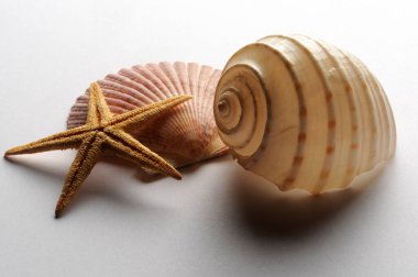 Beyaz arkaplanda kabuklu denizyıldızı