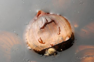 Haşlanmış kestane hazırlama