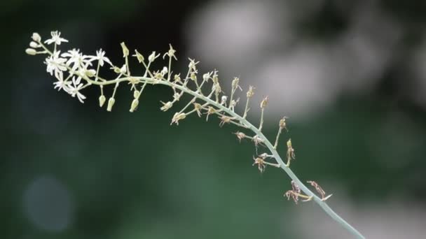 Bloeiwijze Van Een Plant Bewogen Door Wind — Stockvideo