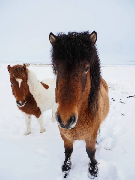 Charming brown Icelandic horses in snow field, winter time. — Stock Photo, Image