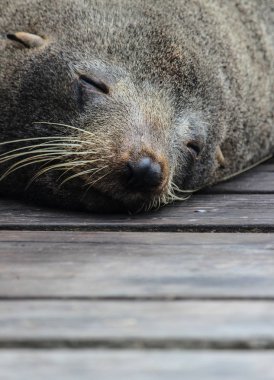 Kaikoura, Yeni Zelanda, ahşap zemin üzerinde sevimli uyku kürk mühür