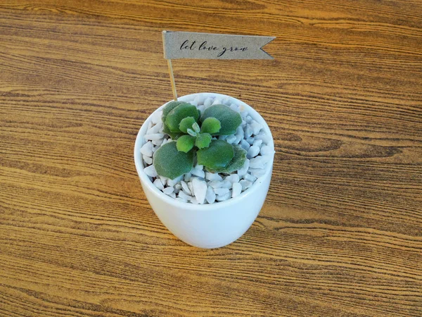 Planta de casa en maceta de cerámica sobre fondo de madera — Foto de Stock