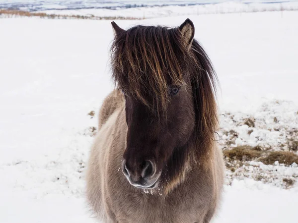 Charming Icelandic horses in snow field, winter time. — Stock Photo, Image