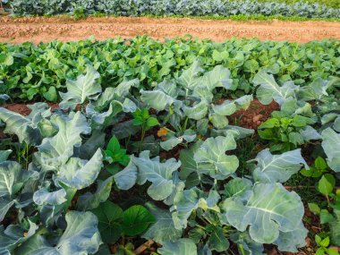 Sebze Bahçe büyümeye çiftçi alan satırındaki.