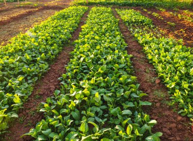 Sebze Bahçe büyümeye çiftçi alan satırındaki.