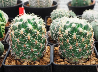 Küçük tencerede, bitki dekorasyon için küçük kaktüs.