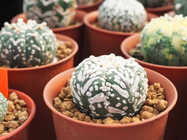 Küçük tencerede, bitki dekorasyon için küçük kaktüs.