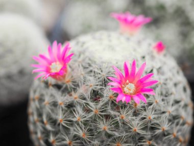 Kaktüs küçük tencerede, bitki Aralık için güzel pembe çiçek