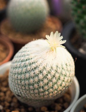 Küçük tencerede, bitki dekorasyon için küçük kaktüs.