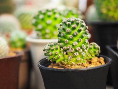 Küçük tencerede, bitki dekorasyon için küçük kaktüs.