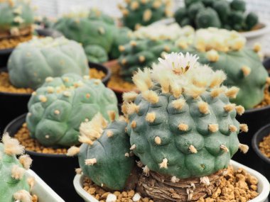 Küçük tencerede, bitki dekorasyon için küçük kaktüs.